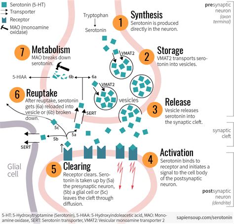 The following substances affects <b>serotonin</b> levels the <b>most</b>. . What drug releases the most serotonin
